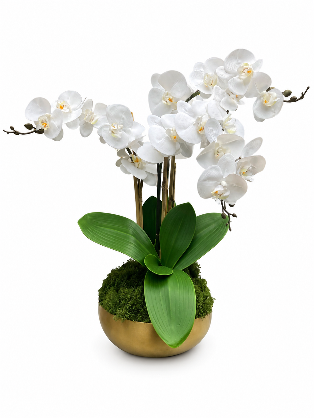 Triple Stem Orchid