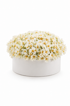 Cherry Blossom Bowl