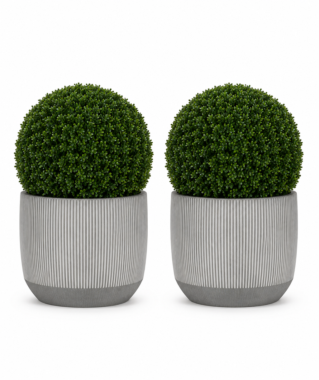 Ribbed Boxwood