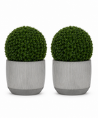 Ribbed Boxwood