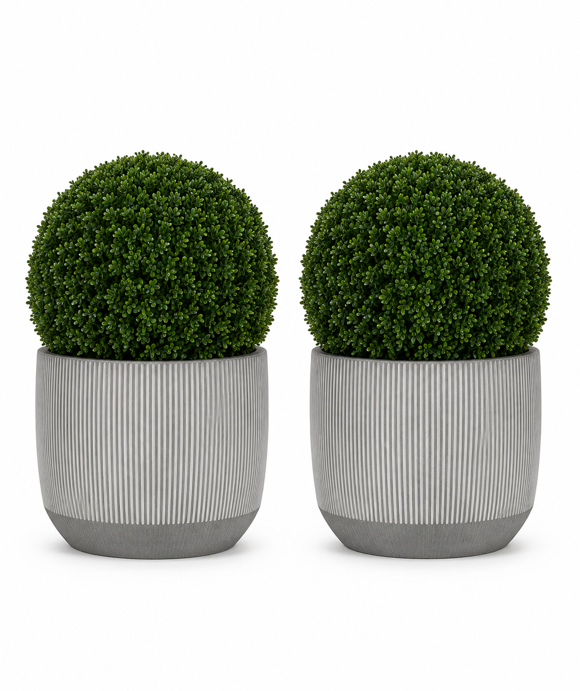 Ribbed Boxwood