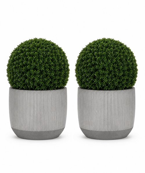 Ribbed Boxwood