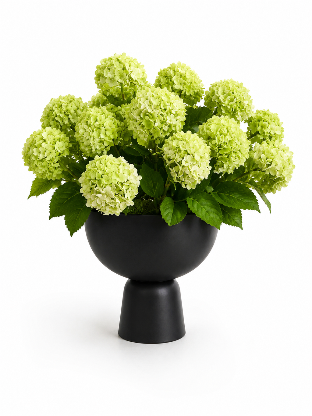 Lime Hydrangea in Black Pedestal
