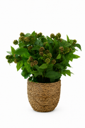 Lucky Berry Leaf In Grass Rope Planter