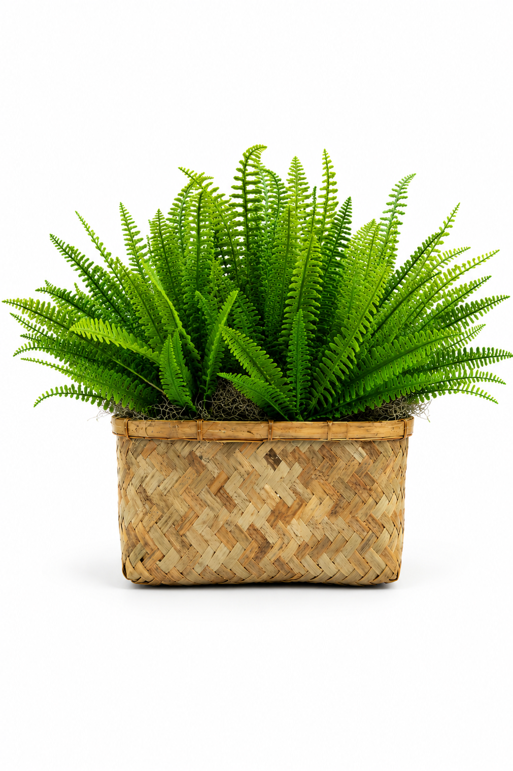 Ratten Fern Basket