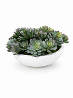 The Grove Succulent Bowl