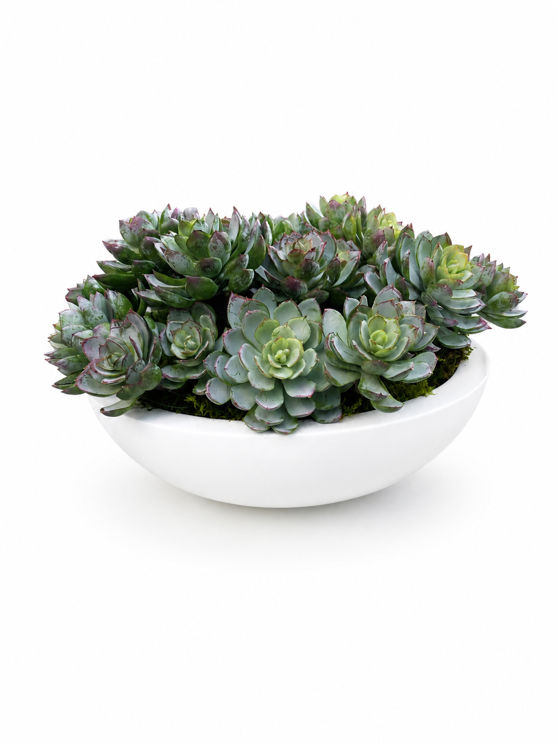 The Grove Succulent Bowl