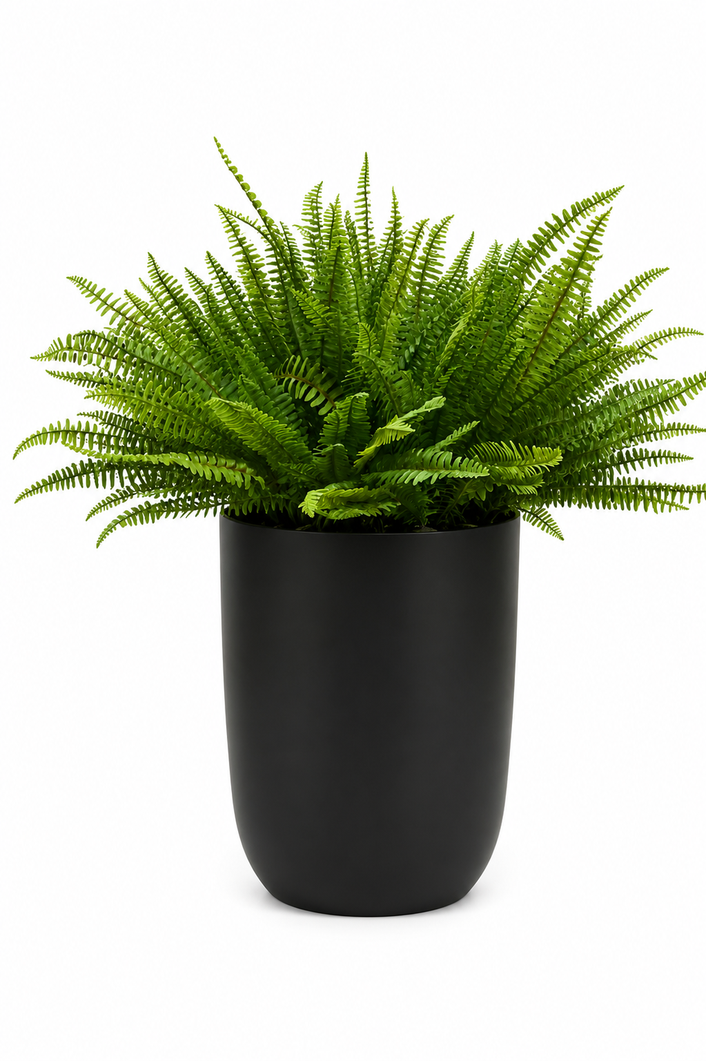 Black Fern Planter