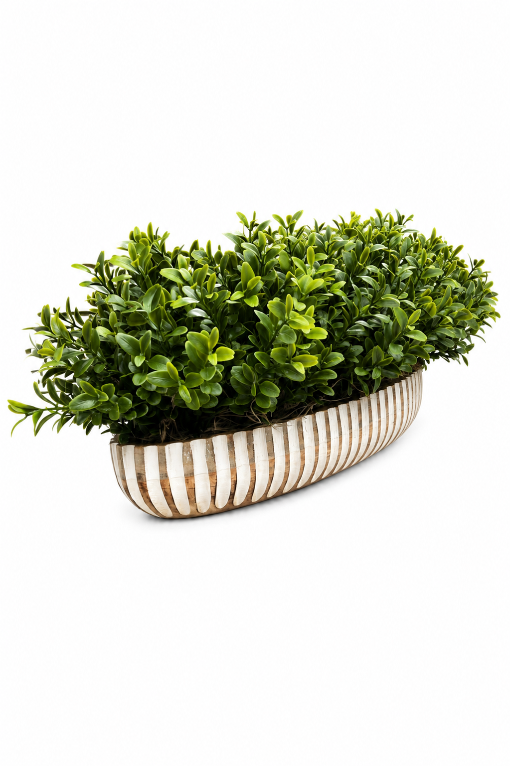 Boxwood Linear Boat