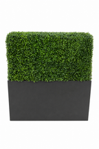 Rectangle Boxwood