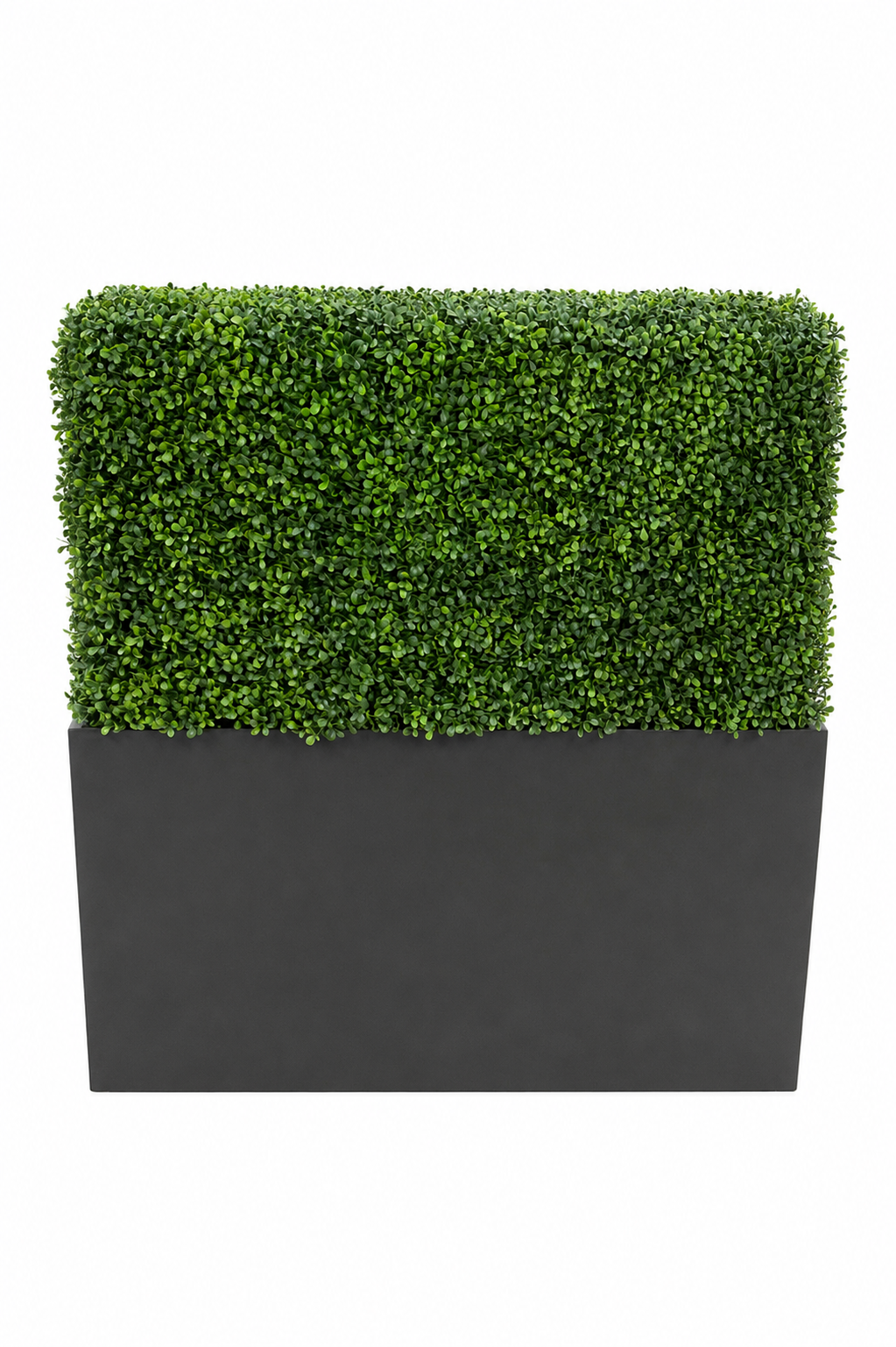 Rectangle Boxwood