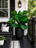 Fiddle Leaf Planter