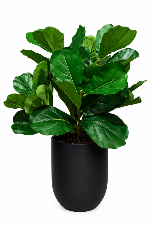 Fiddle Leaf Planter
