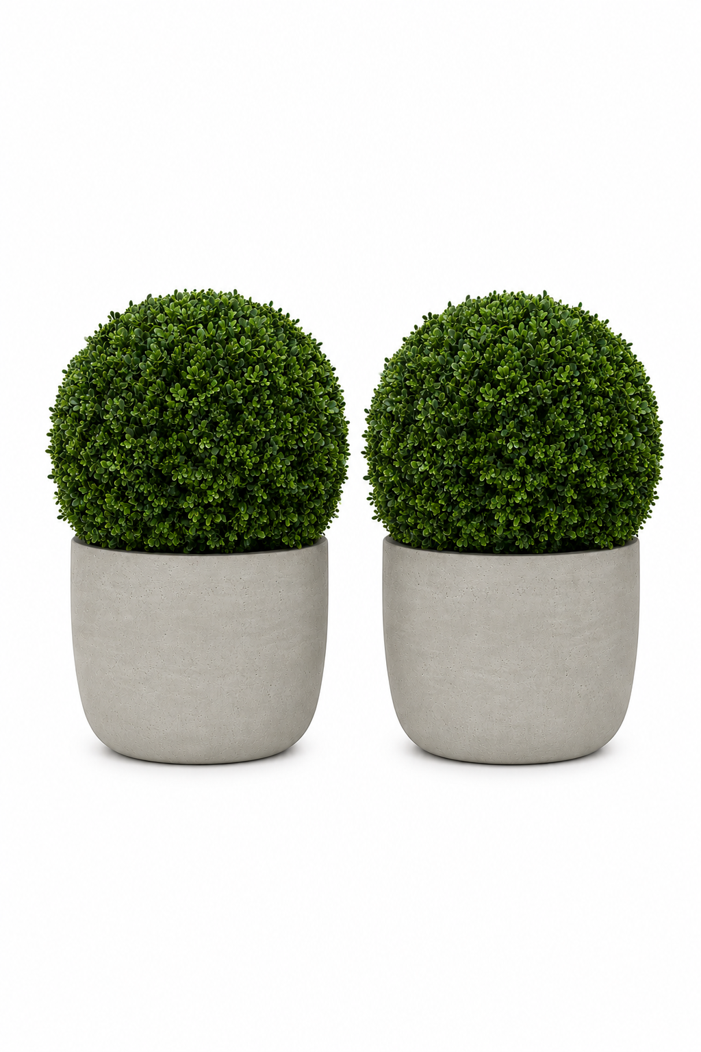Stone Boxwood