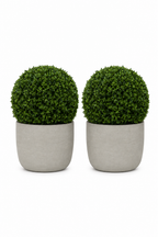 Stone Boxwood