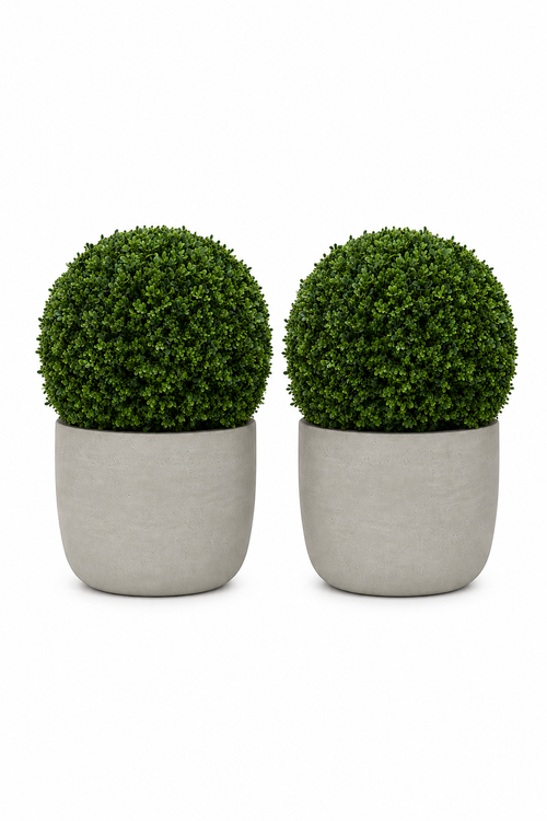 Stone Boxwood
