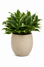 Hostas in Stone pot
