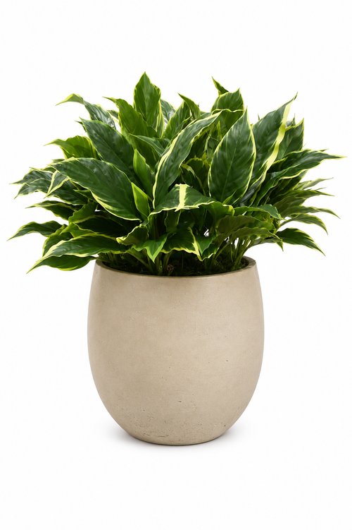 Hostas in Stone pot