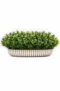 Boxwood Linear Boat
