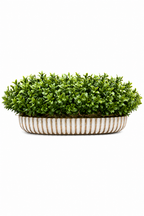 Boxwood Linear Boat