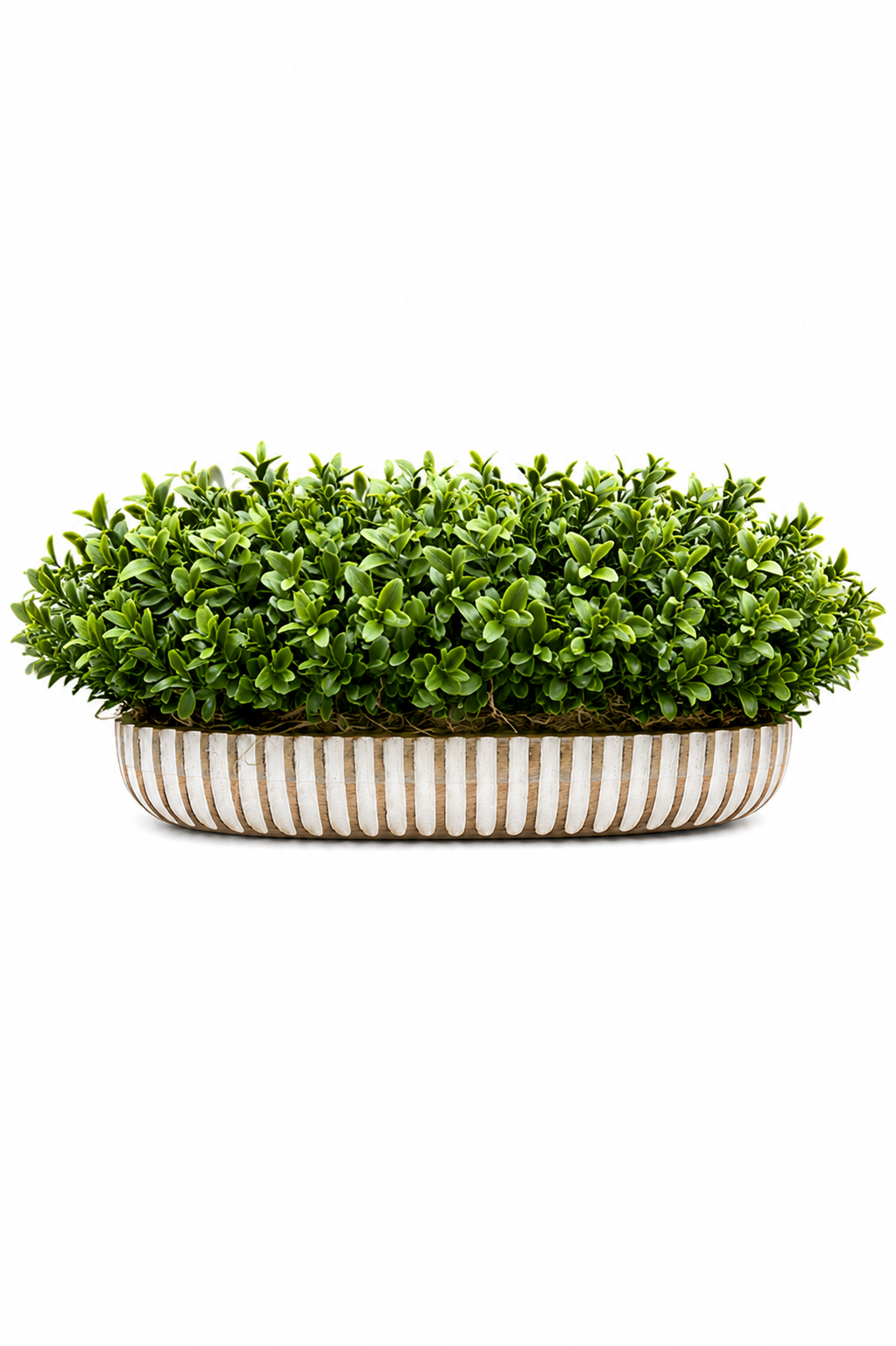 Boxwood Linear Boat