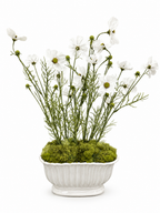 Whispering white cosmo